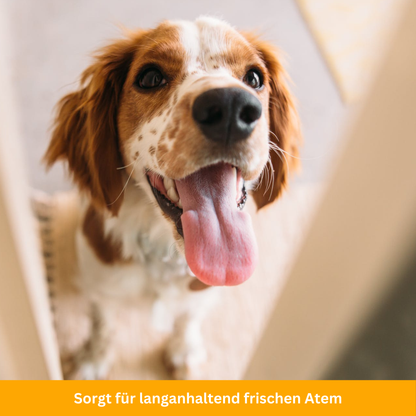 Zahnpflege-Stift für Haustiere
