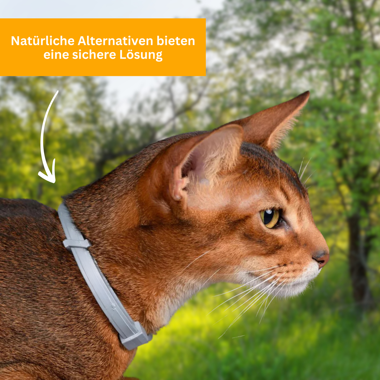 Floh- und Zeckenschutz Halsband für Katzen