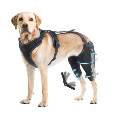 DualBrace – Beinorthese mit Scharniergelenk