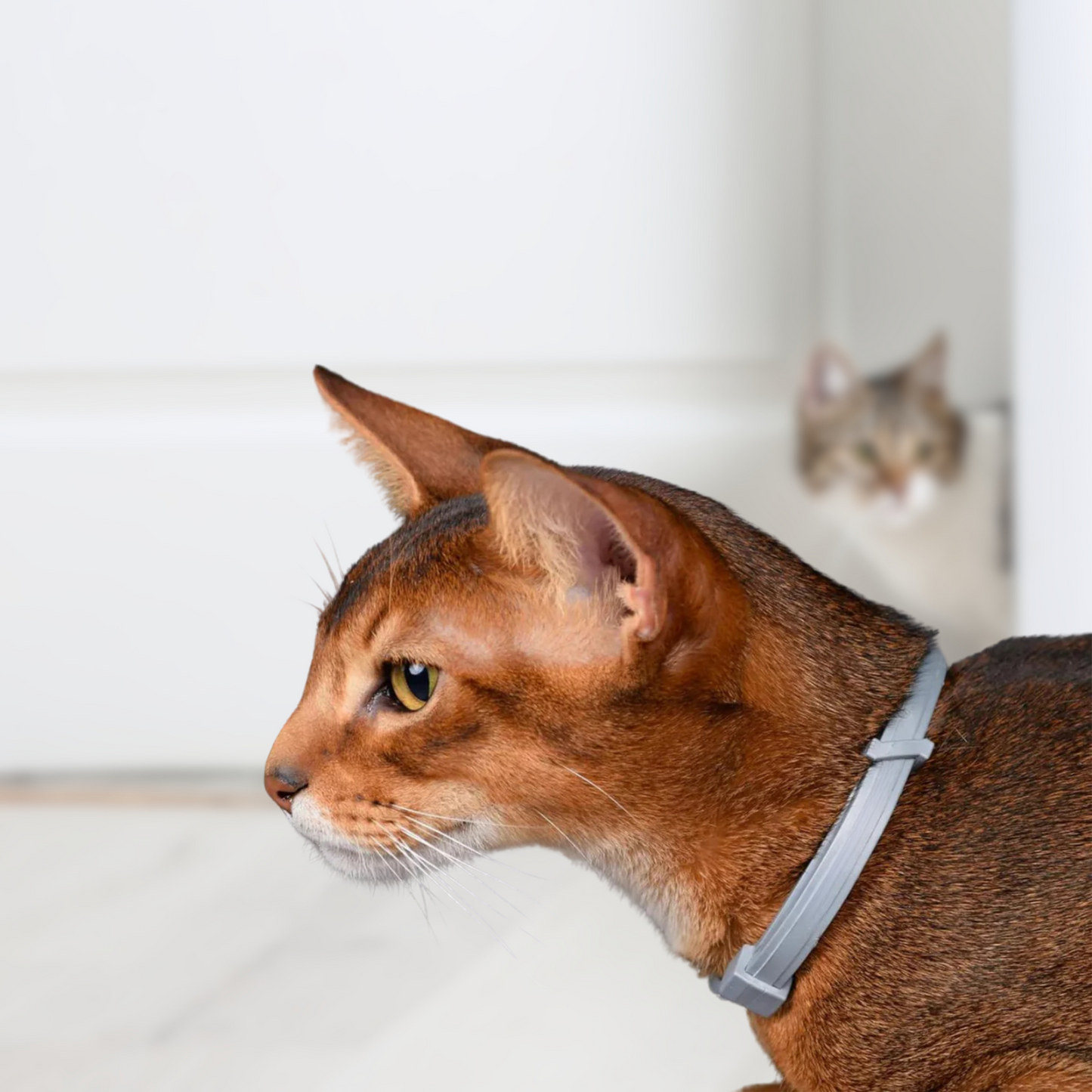Floh- und Zeckenschutz Halsband für Katzen